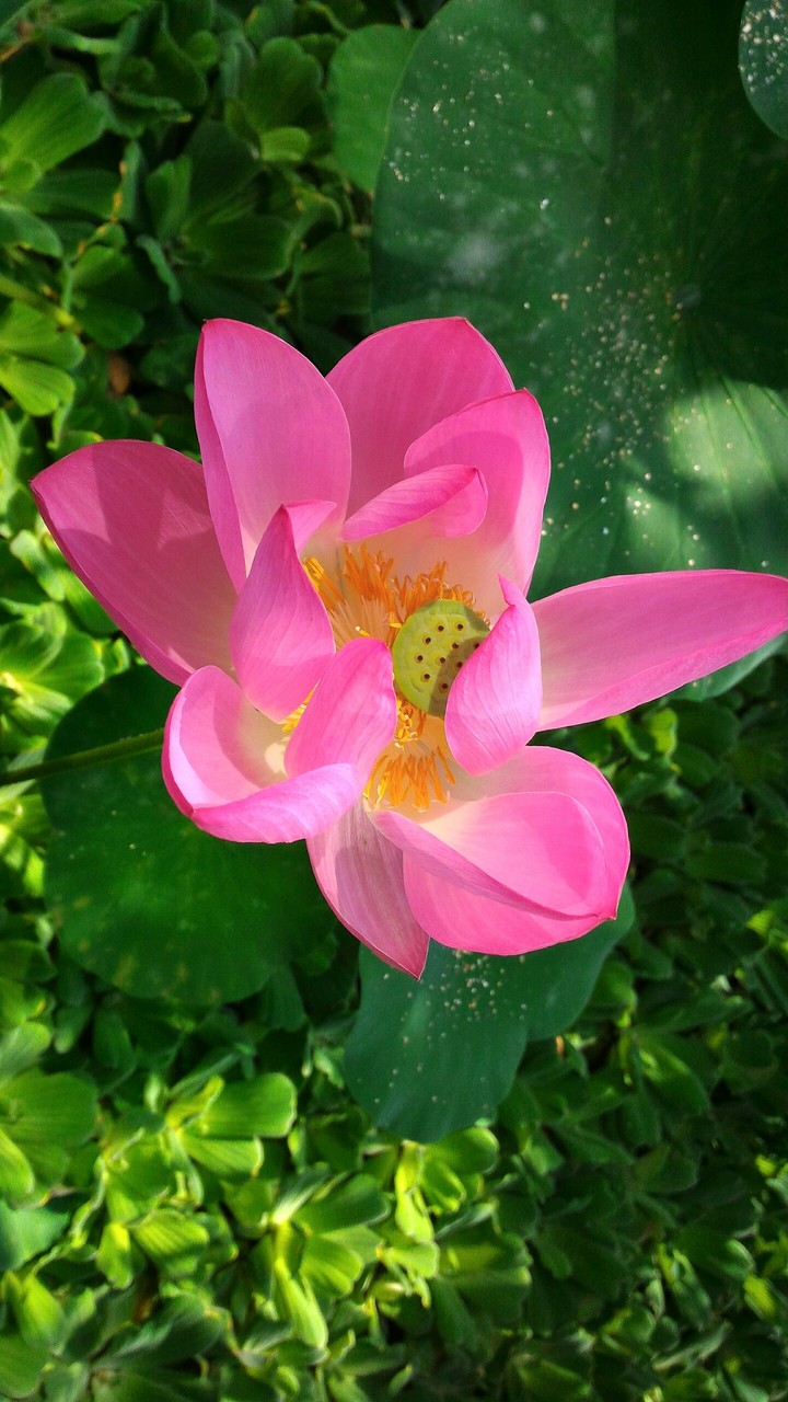 flower