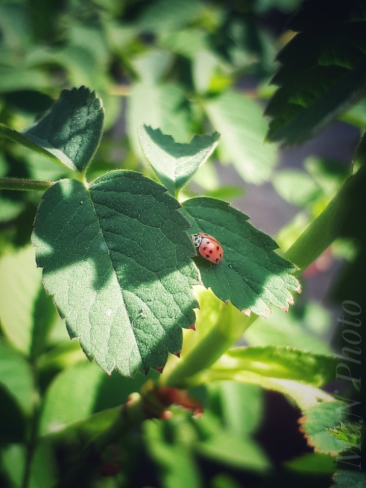 Insect