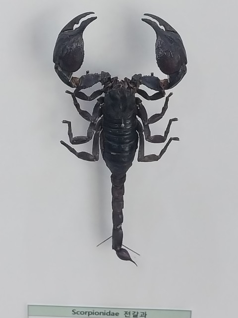 Scorpion, arachnid wallpapers