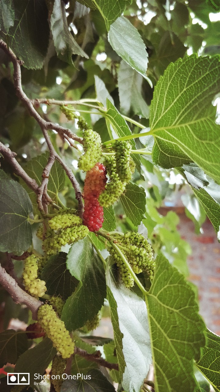 berry