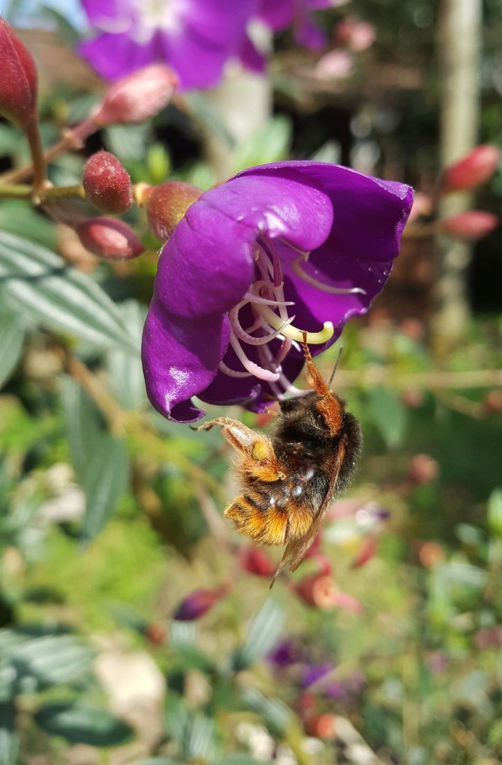 bee