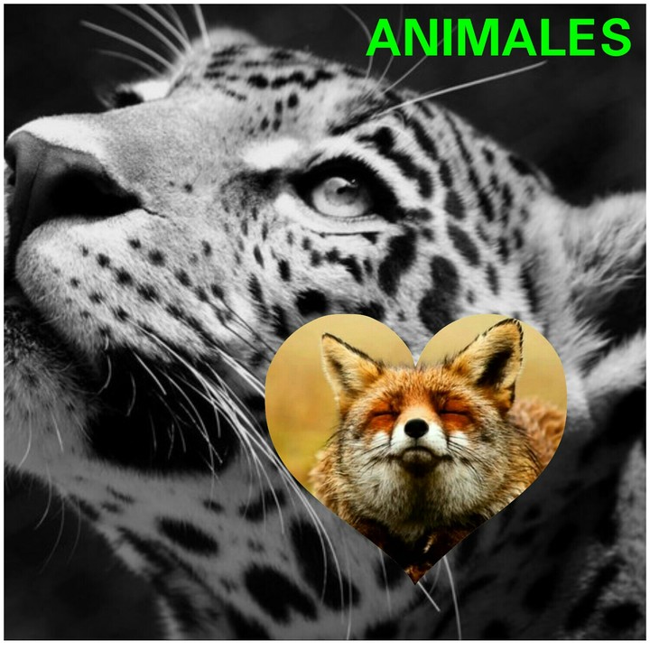 ANIMALES