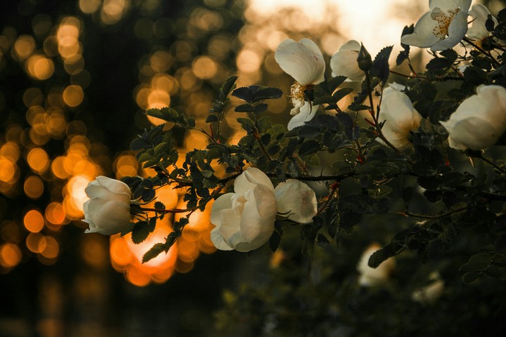 Nature beauty