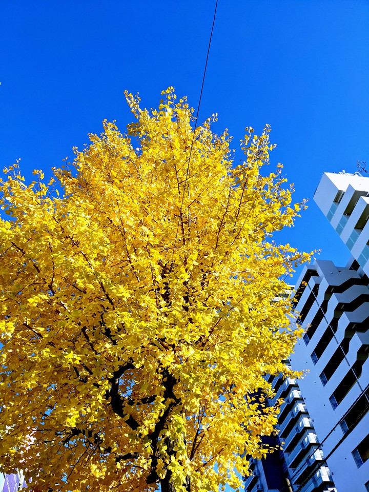 ginkogo tree