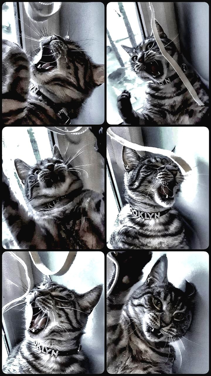 My cat