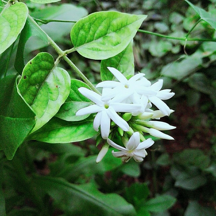 jasmine