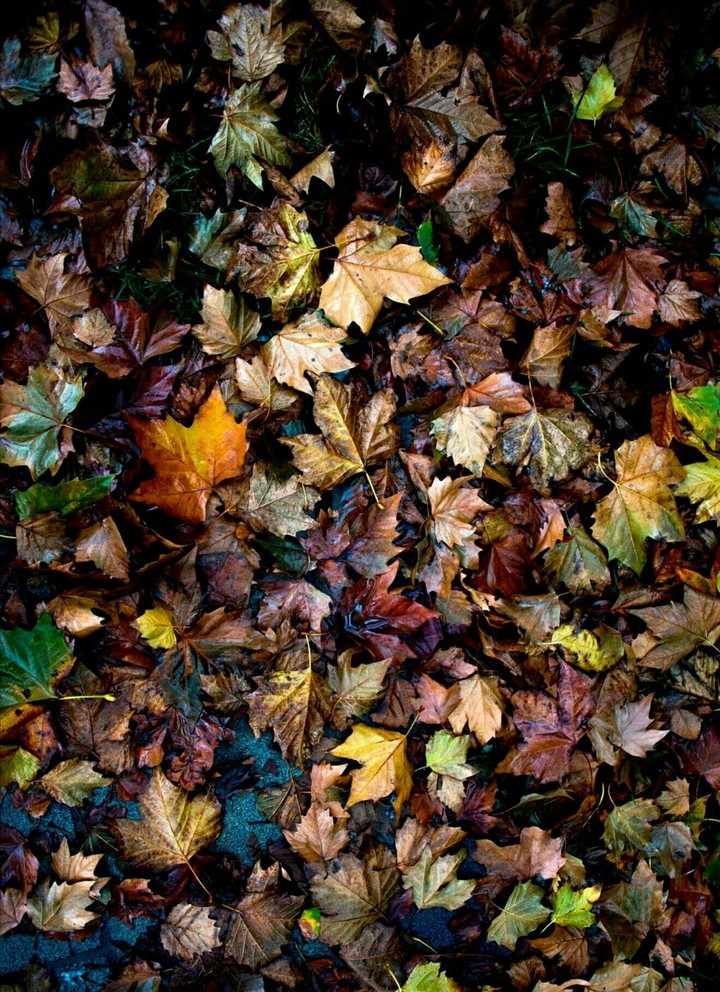 autumn