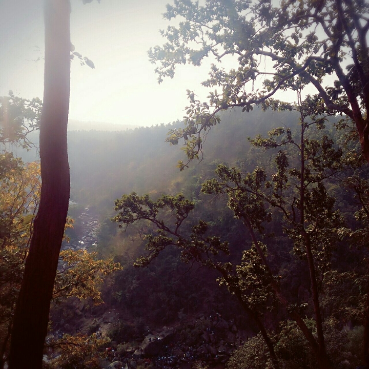 forest view near waterfalls