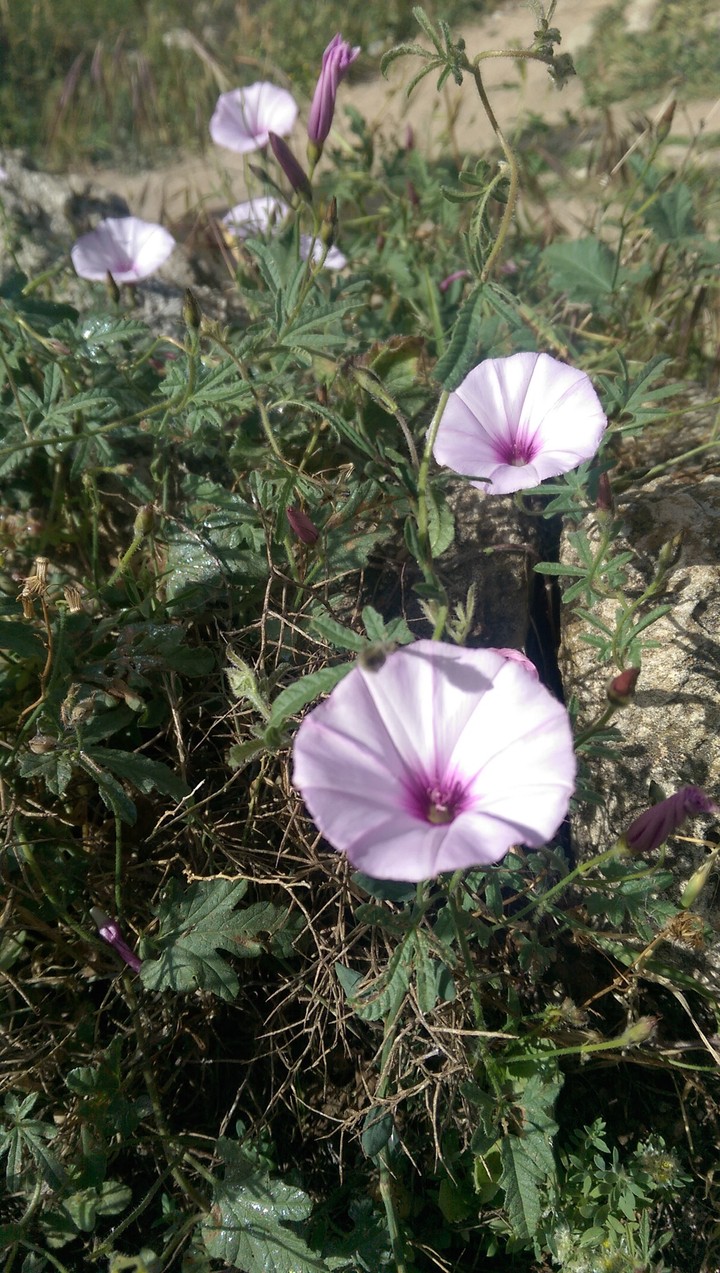 Wild flowers