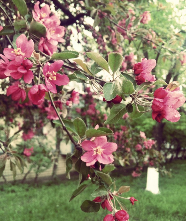 Apple tree