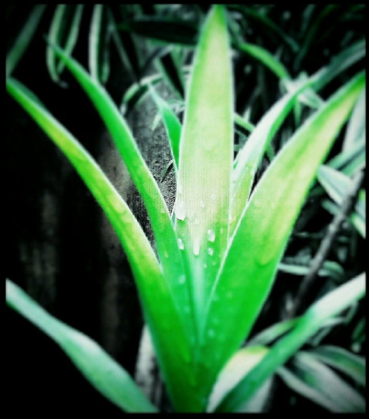 Rain drop