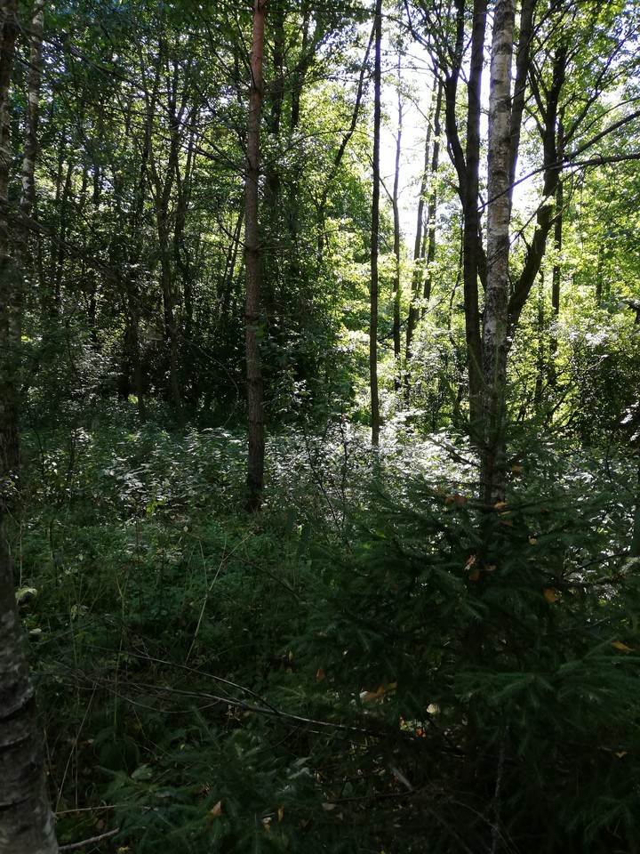nature