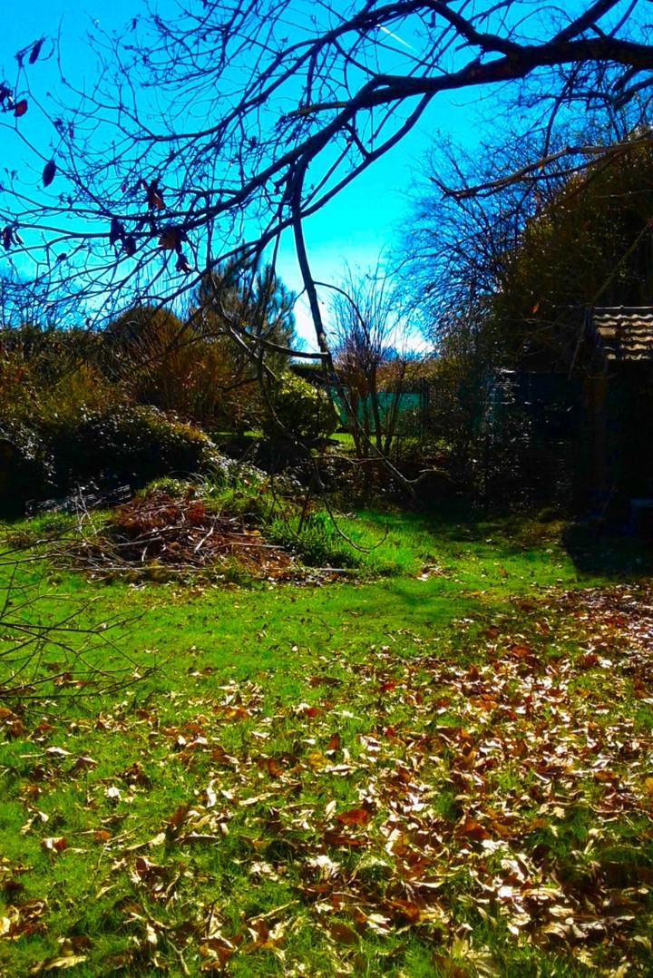 garden