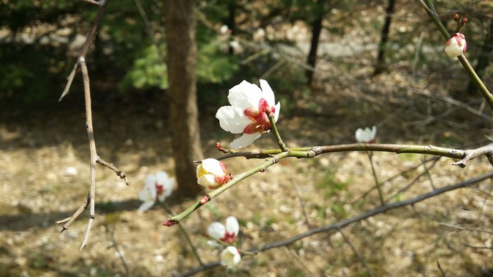 Japanese apricot flower