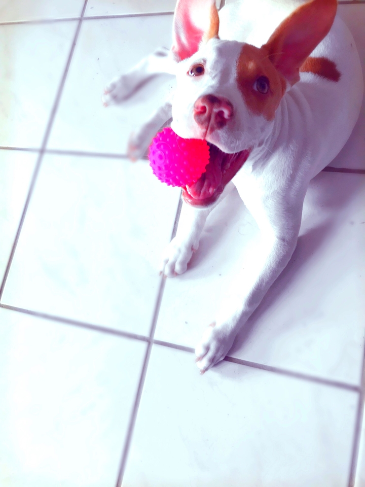 pipoca love