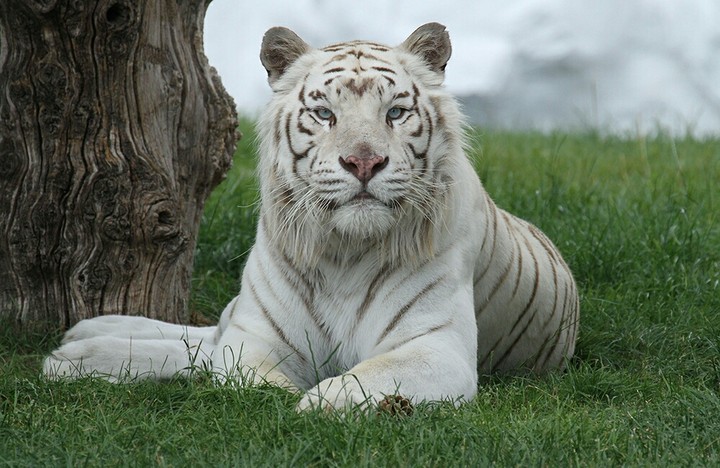 Tigre bianca