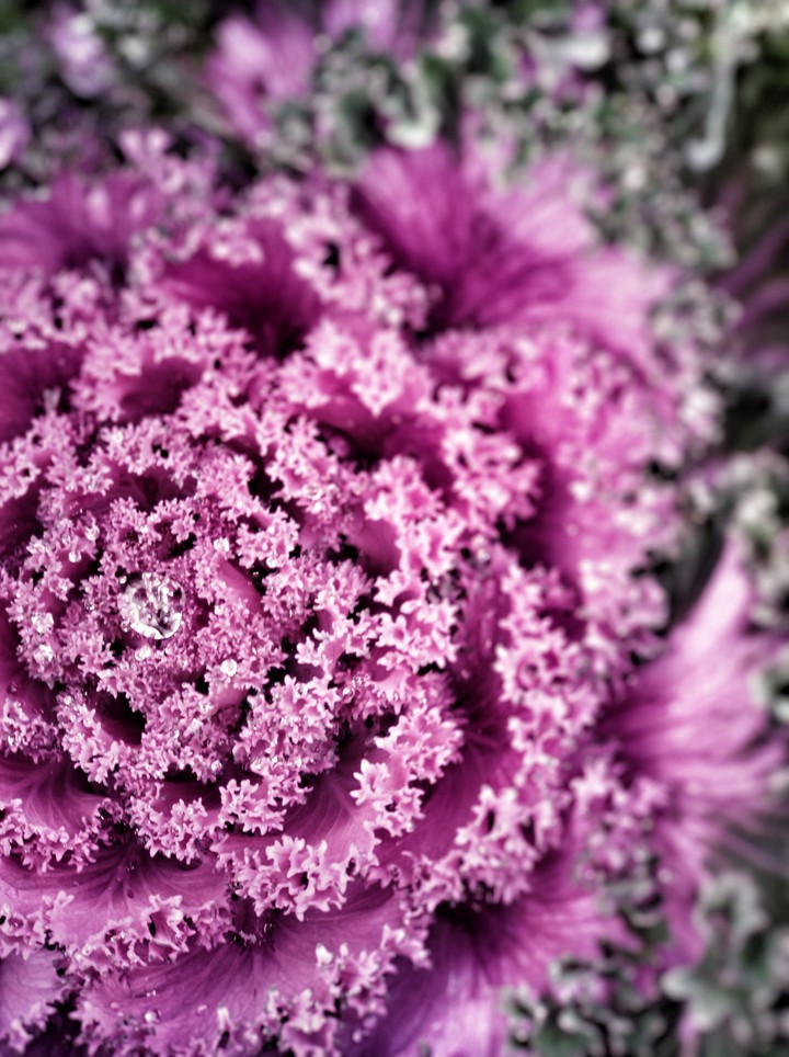 decorative lettuce