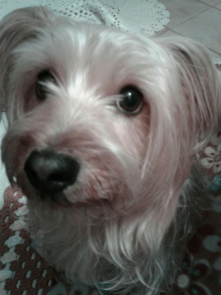 carinha mais linda 