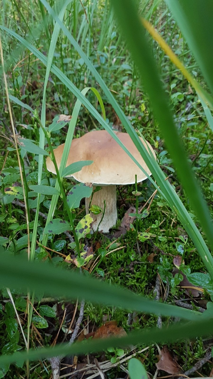 Borowik