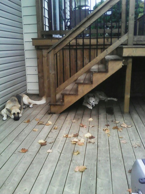 Dogs on the Deck