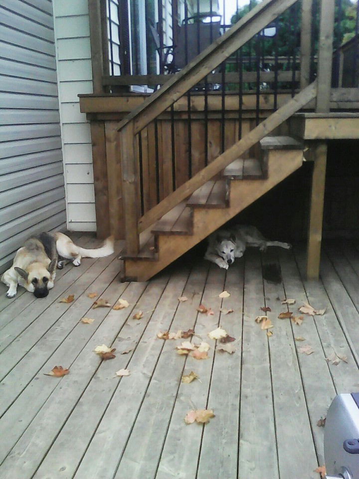 Dogs on the Deck