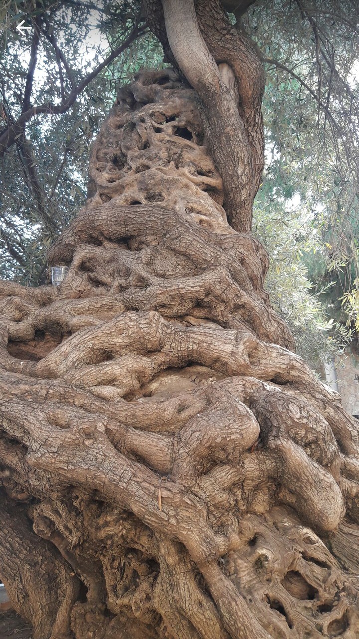 800 year old olive tree