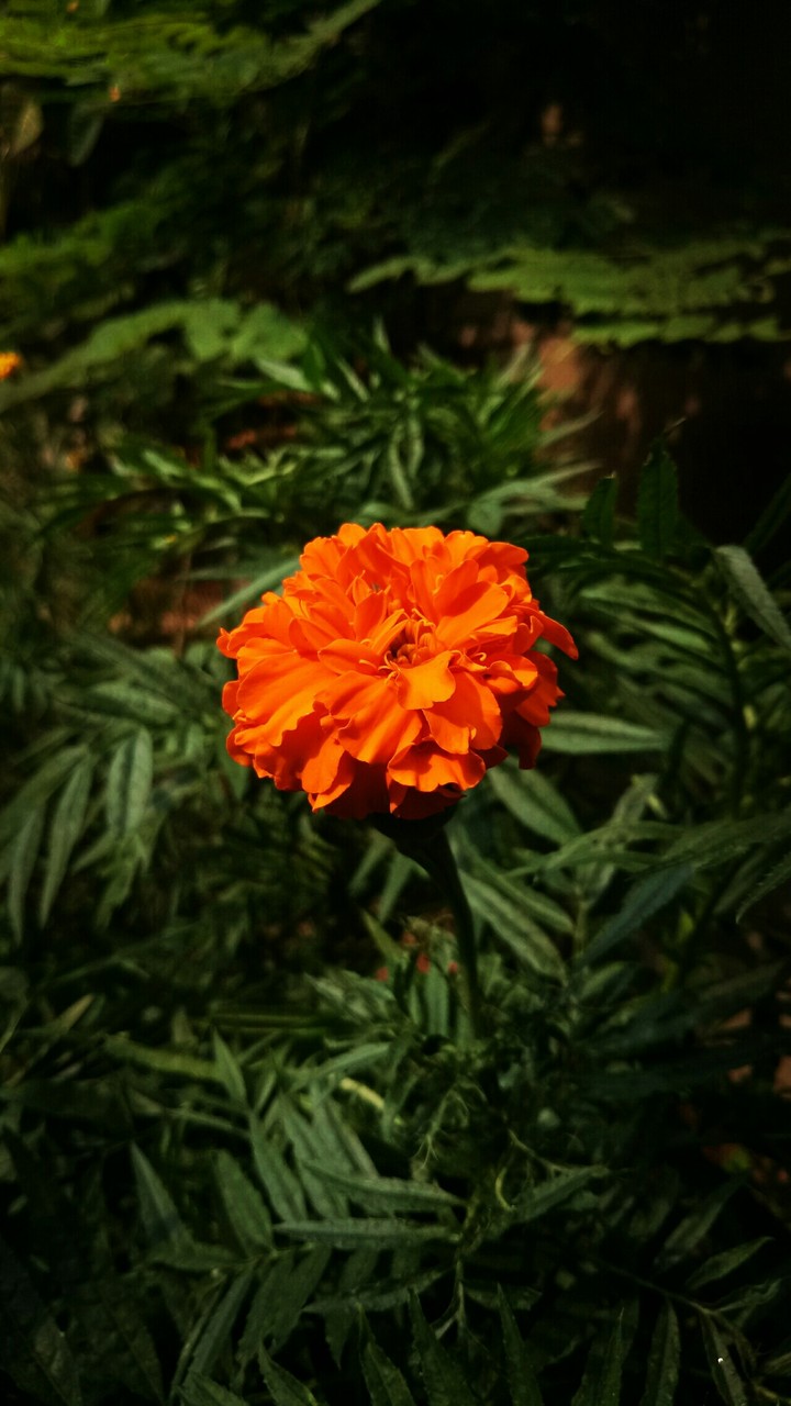 orange sun flower