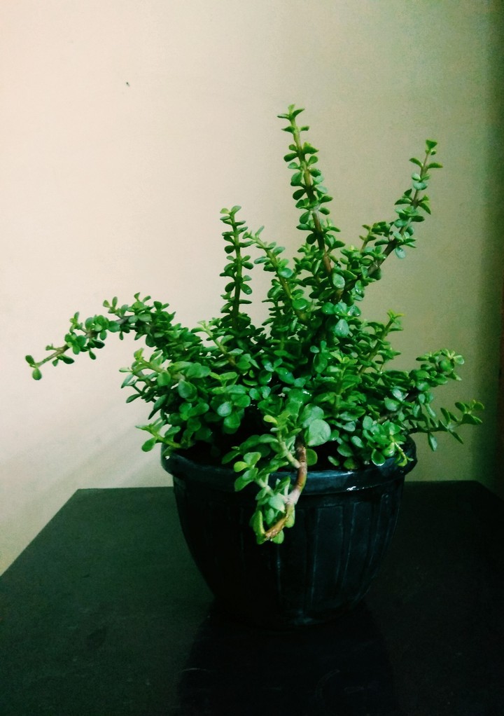 Jade plant