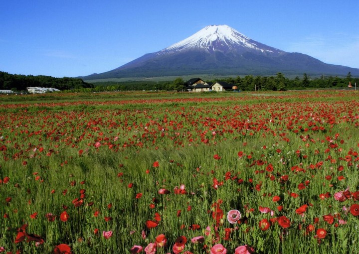 富士山と花