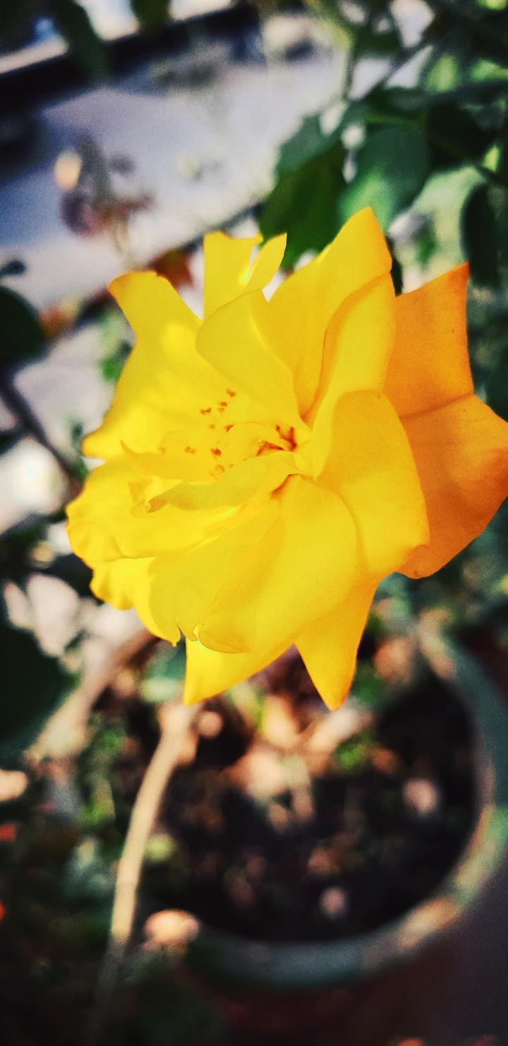 yellow rose