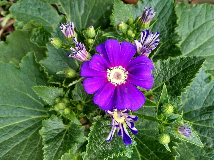 indian flower