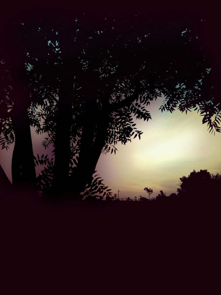 sun set of farm with amazing tree