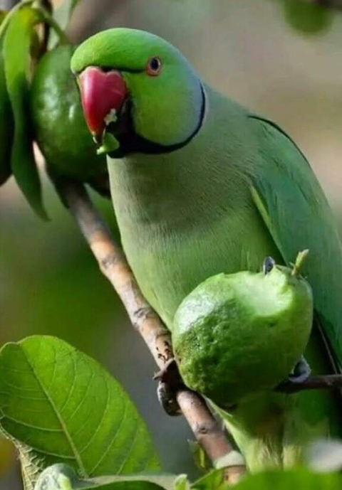 parrot