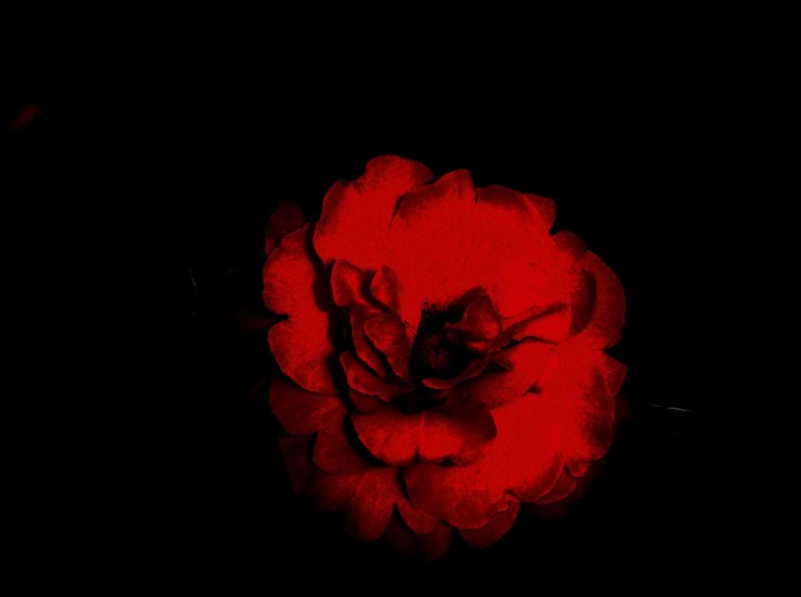 red rose