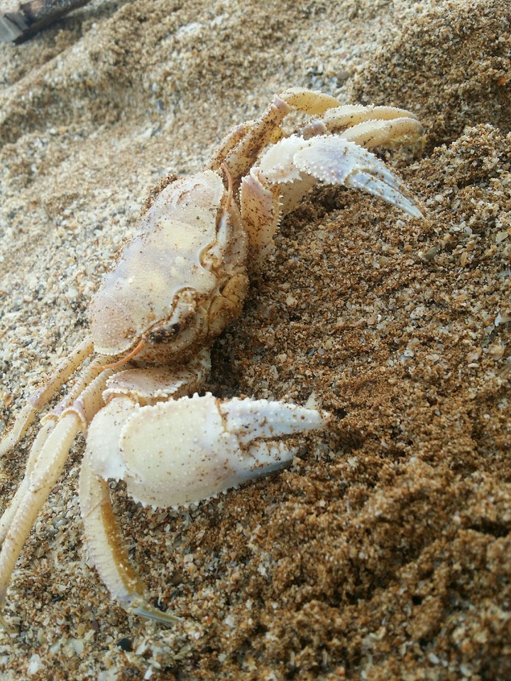 Crabs