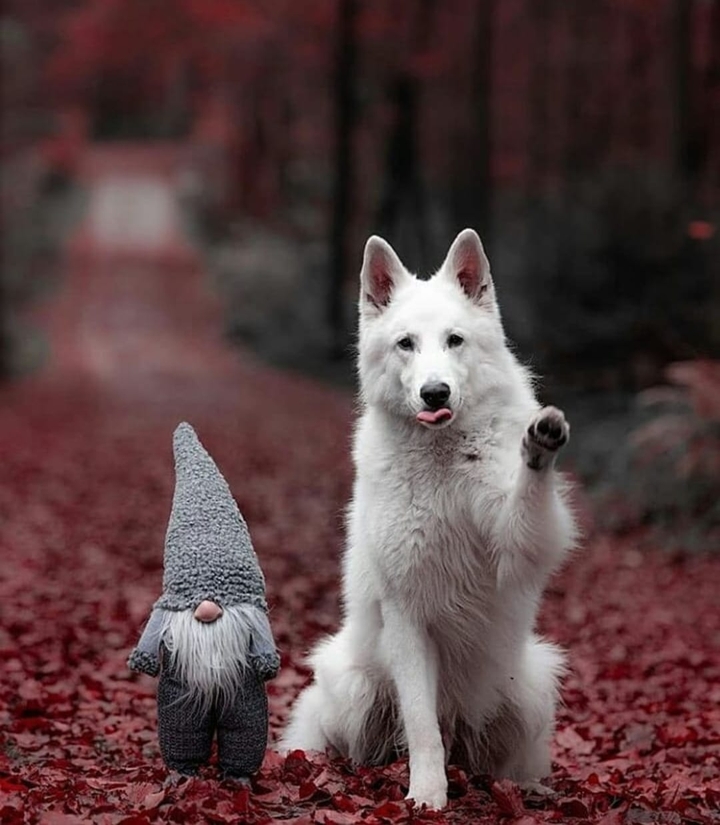 dog love