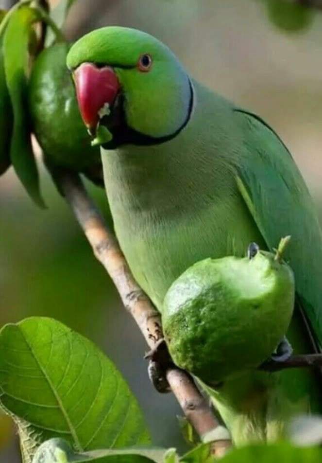 parrot