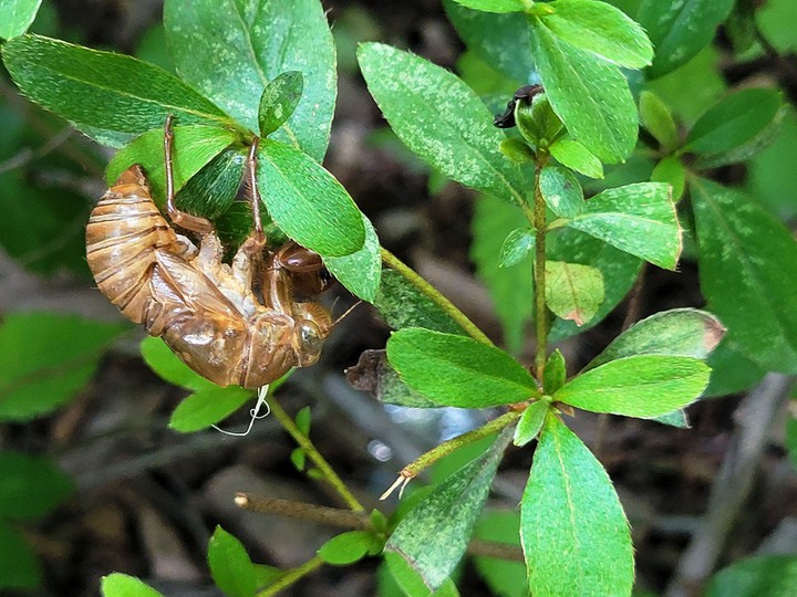 The cast- off skin of cicada - a first outing in seven years