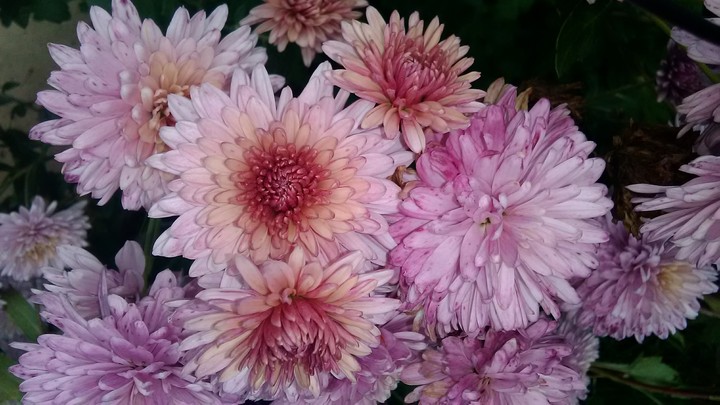 flowers