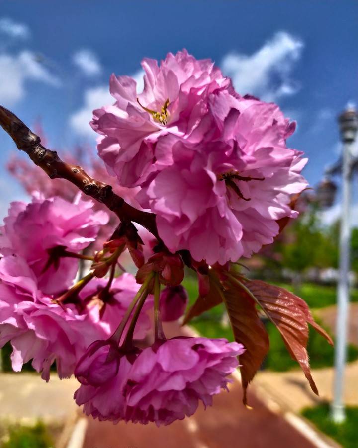 flower