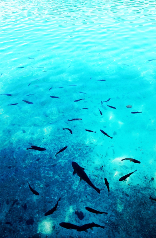 cool sea