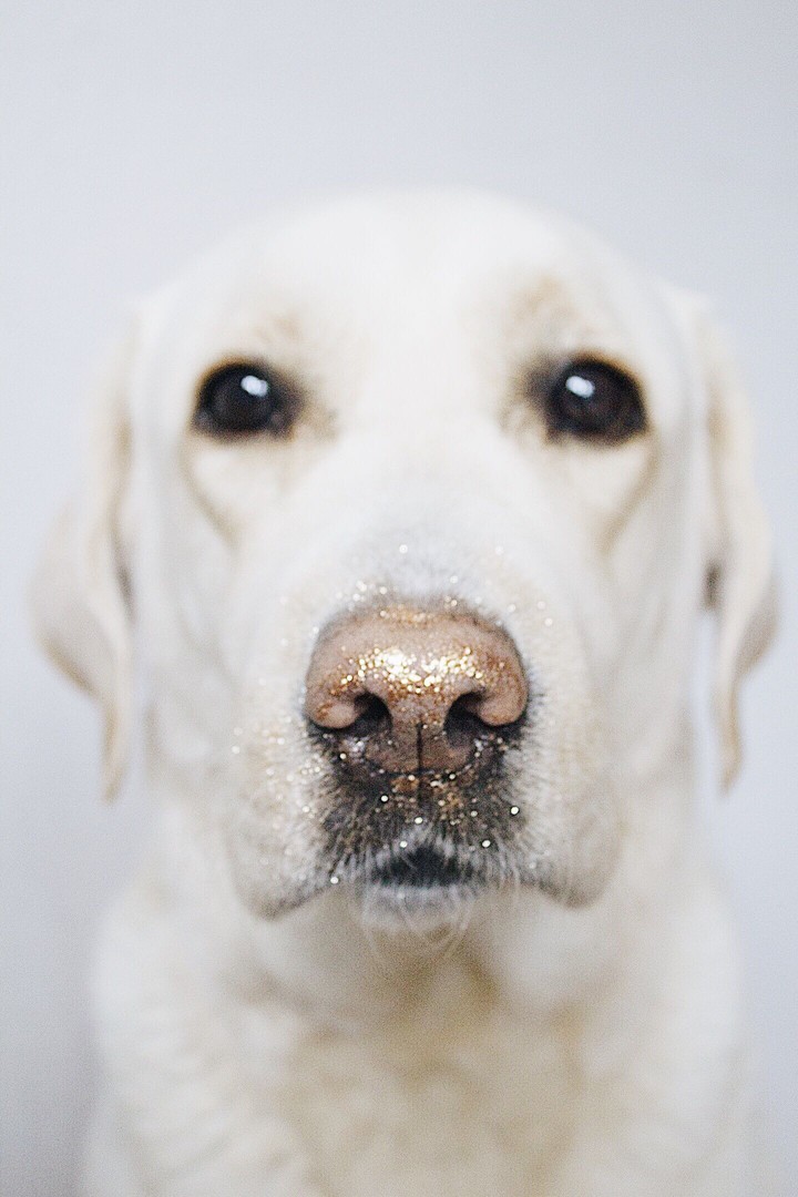 labrador_jessica