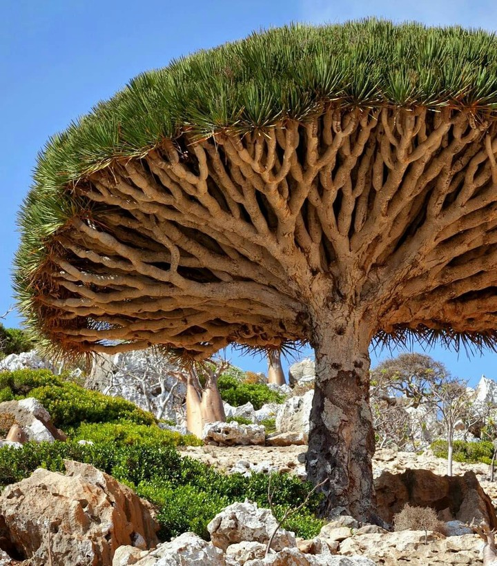 beautiful tree