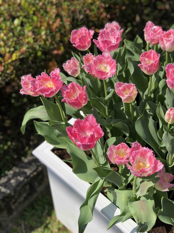 tulip