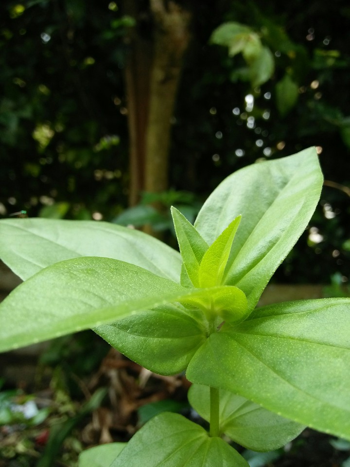 leaf