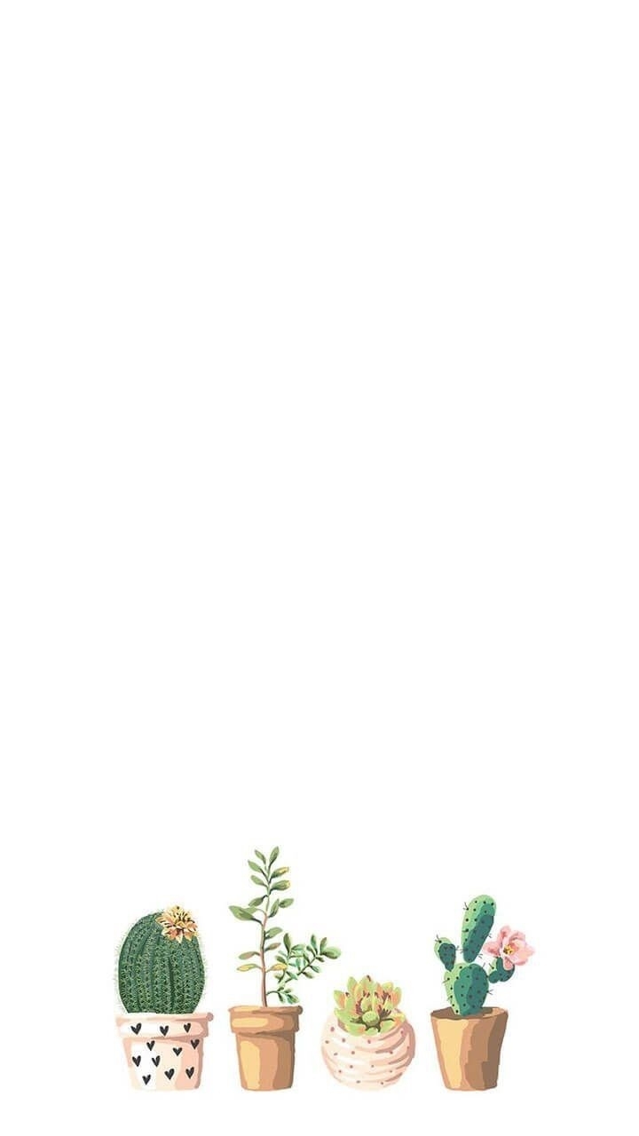 cactuss