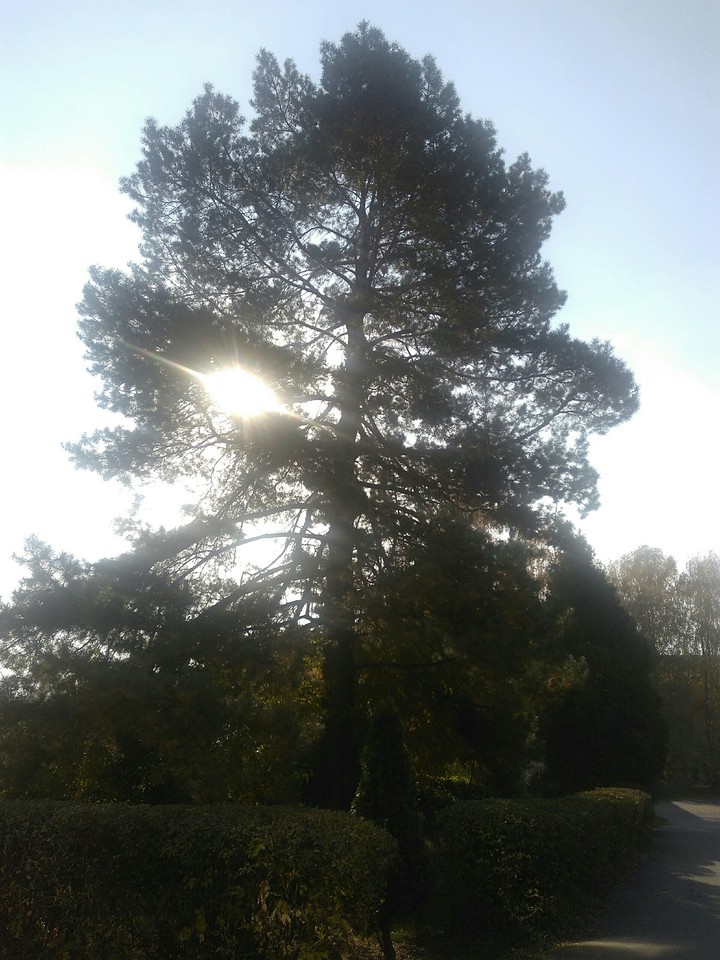 pine tree