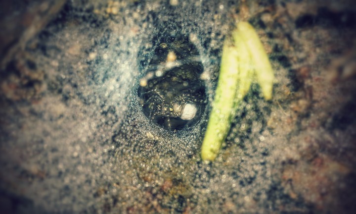spider