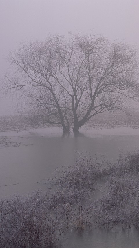 Fog