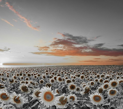 sun flower
